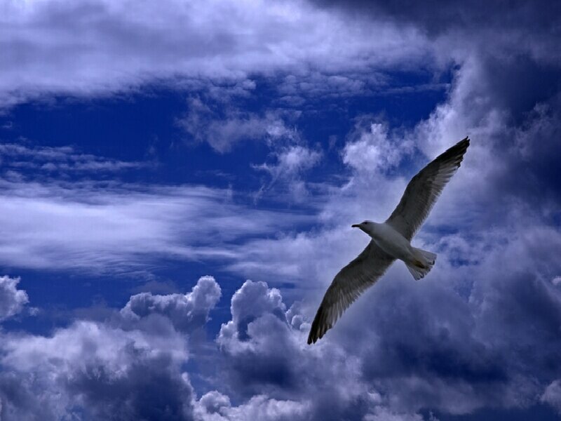 Seagull flying in a cloudy sky