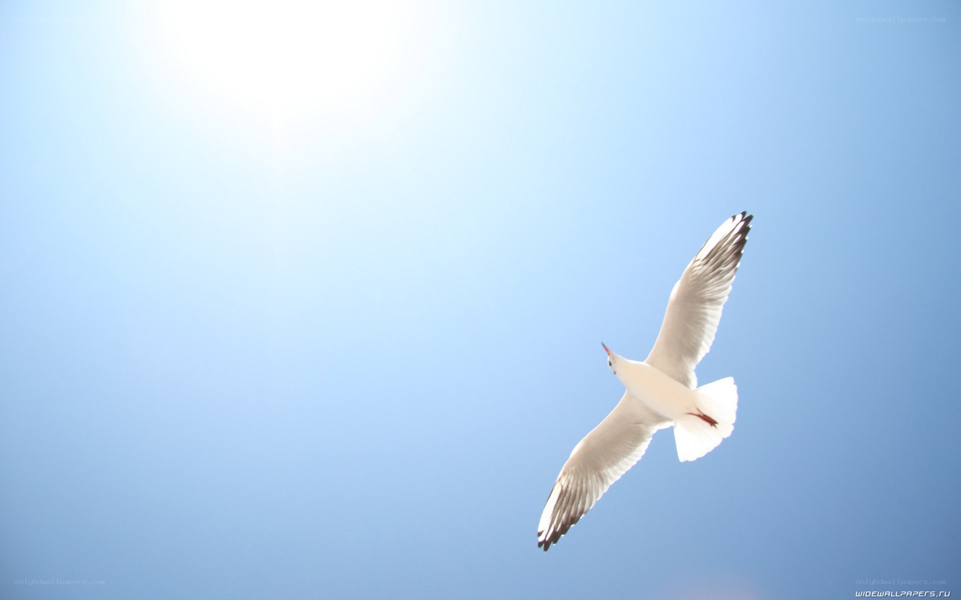 Seagull flying in blue sky
