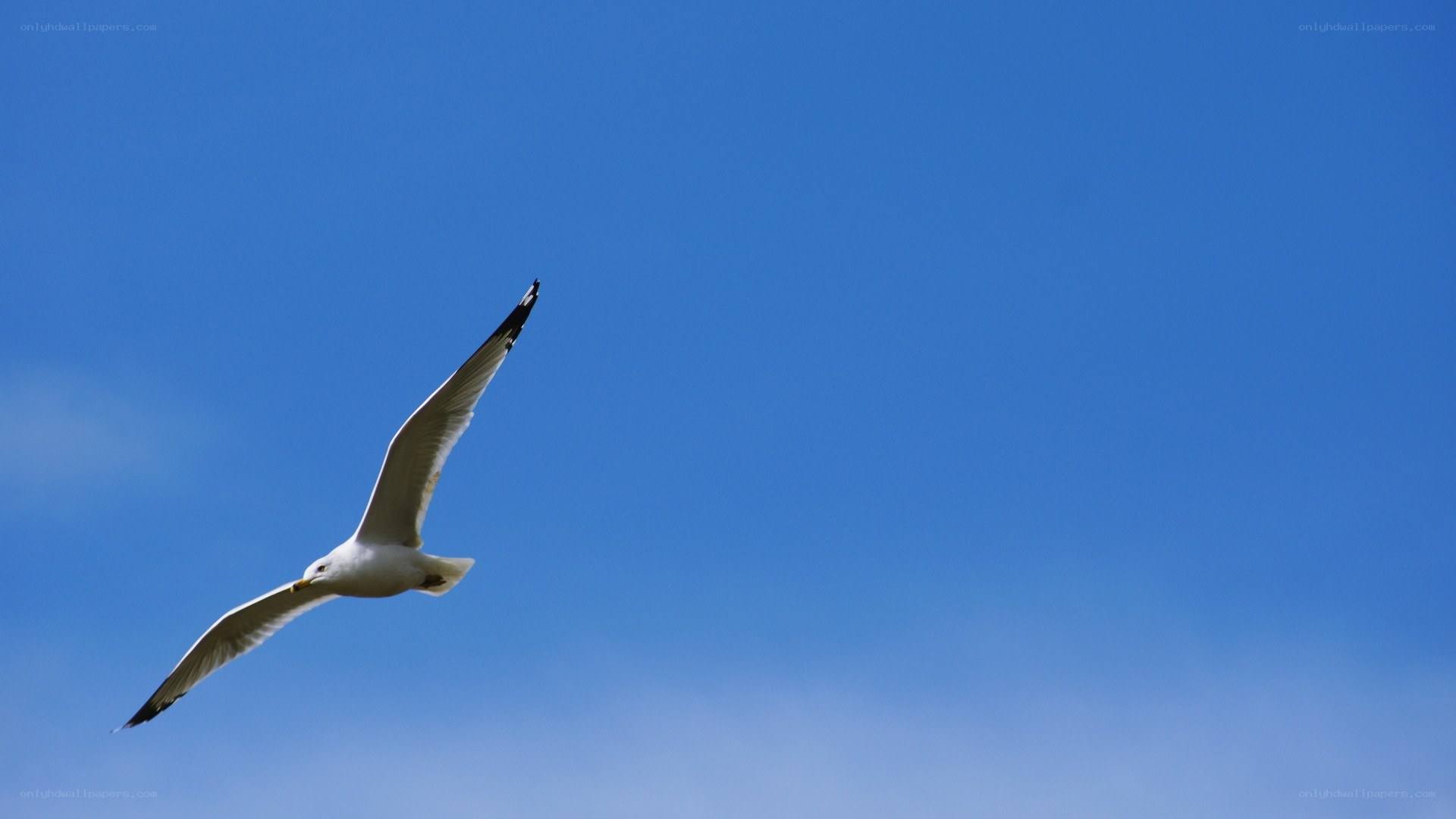 seagull flying in blue sky