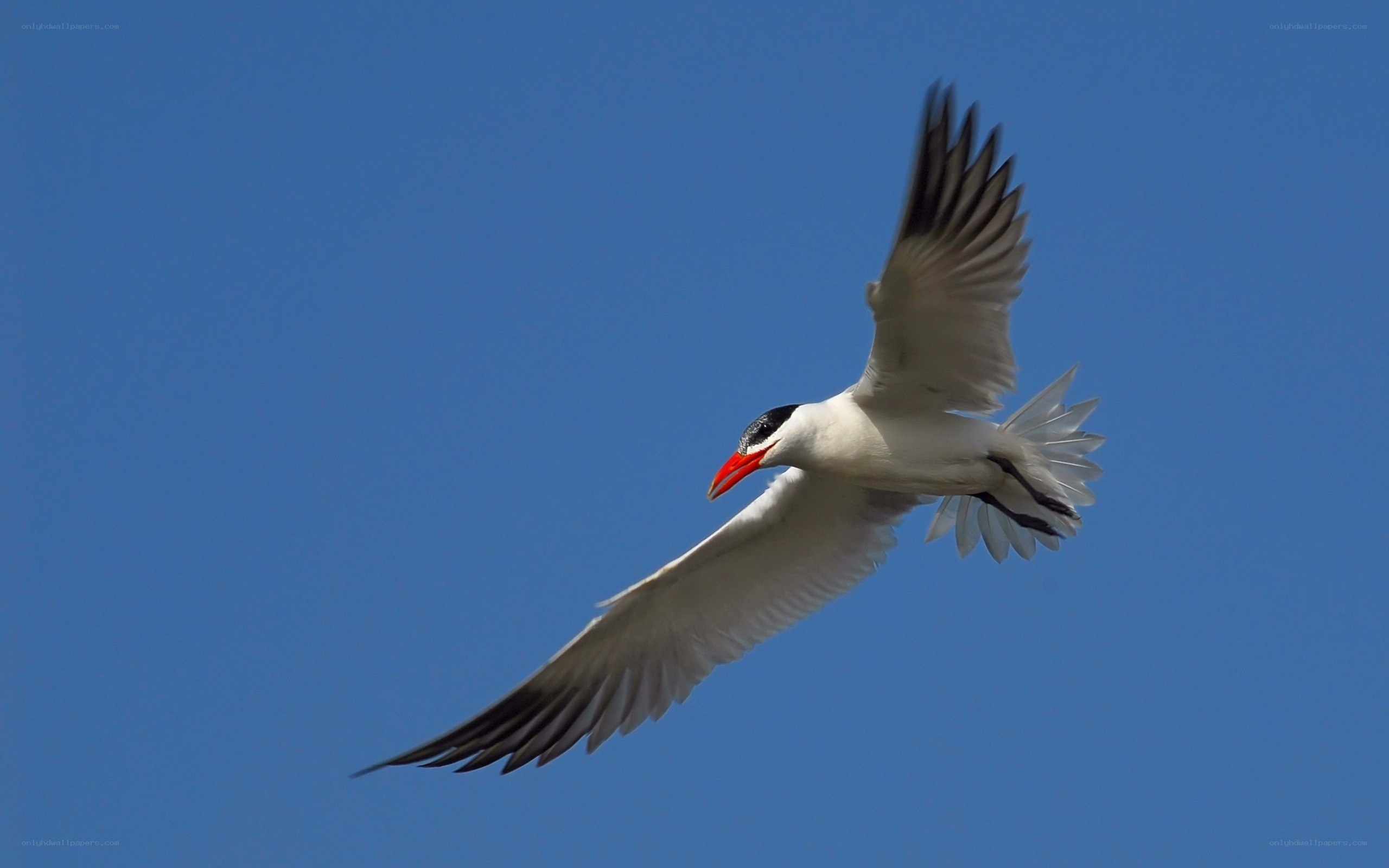 seagull flying in blue sky