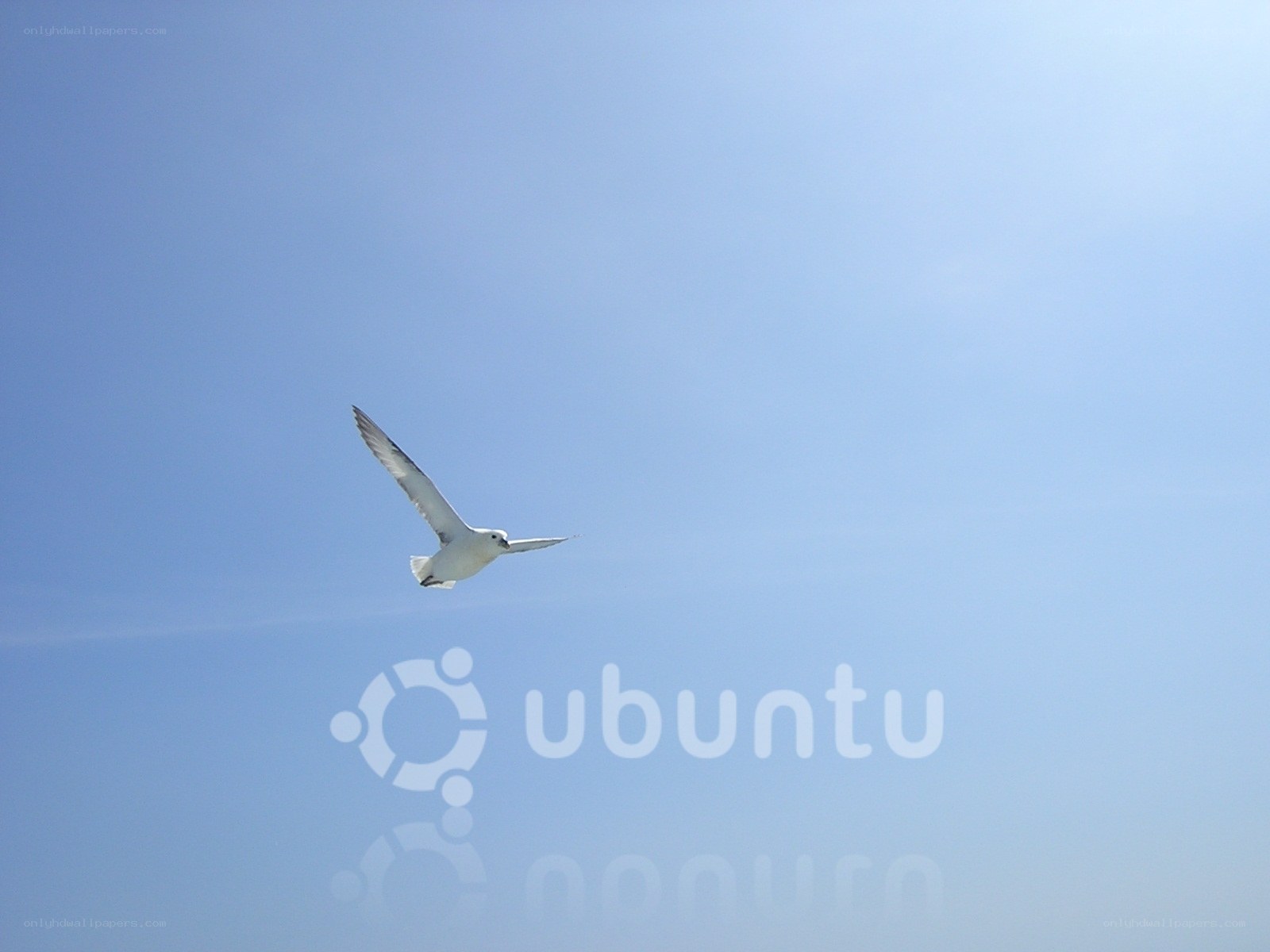 Seagull flying in blue sky