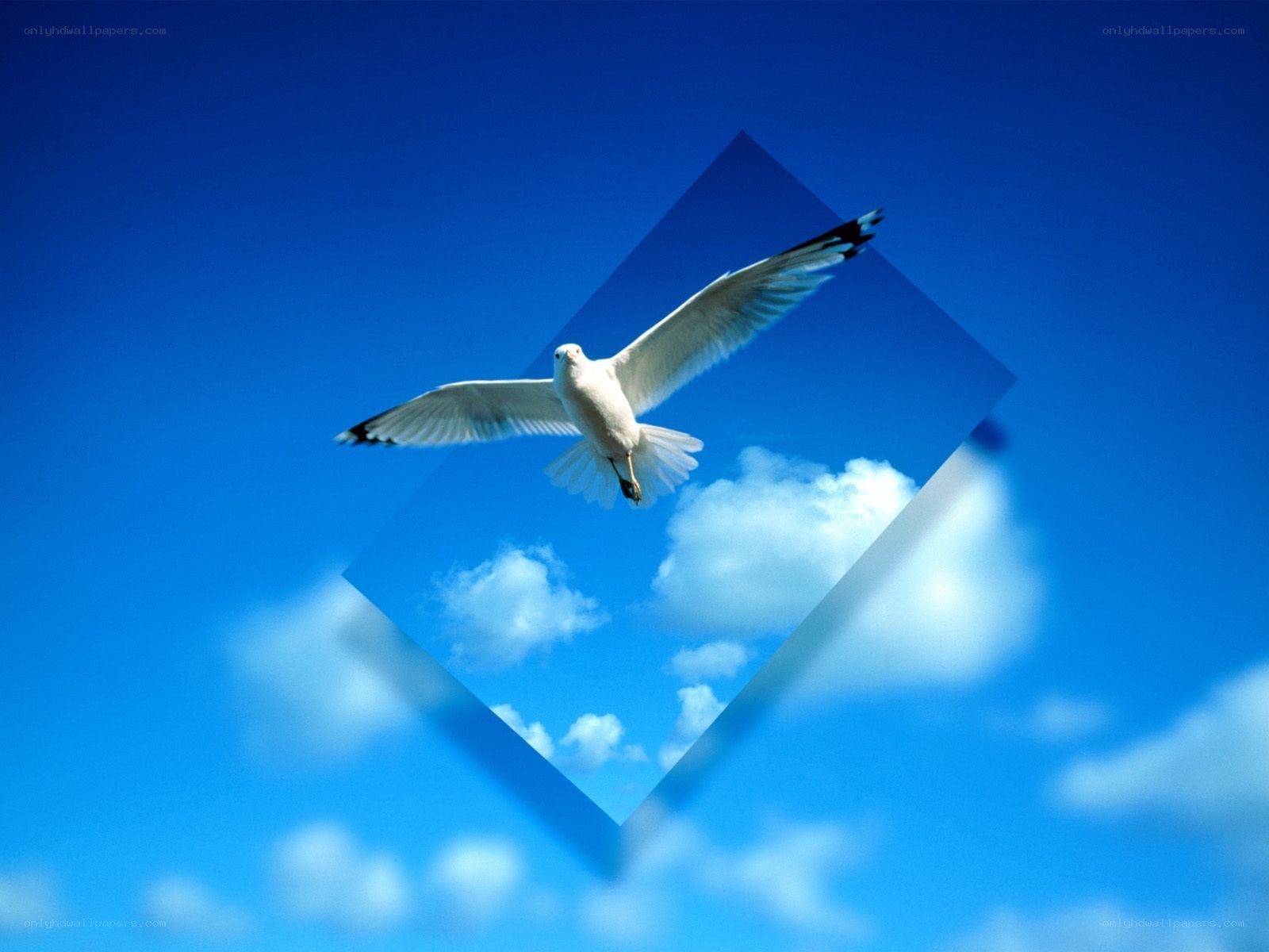 seagull flying in blue sky