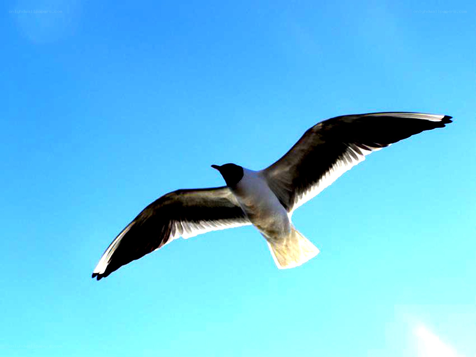seagull flying in blue sky