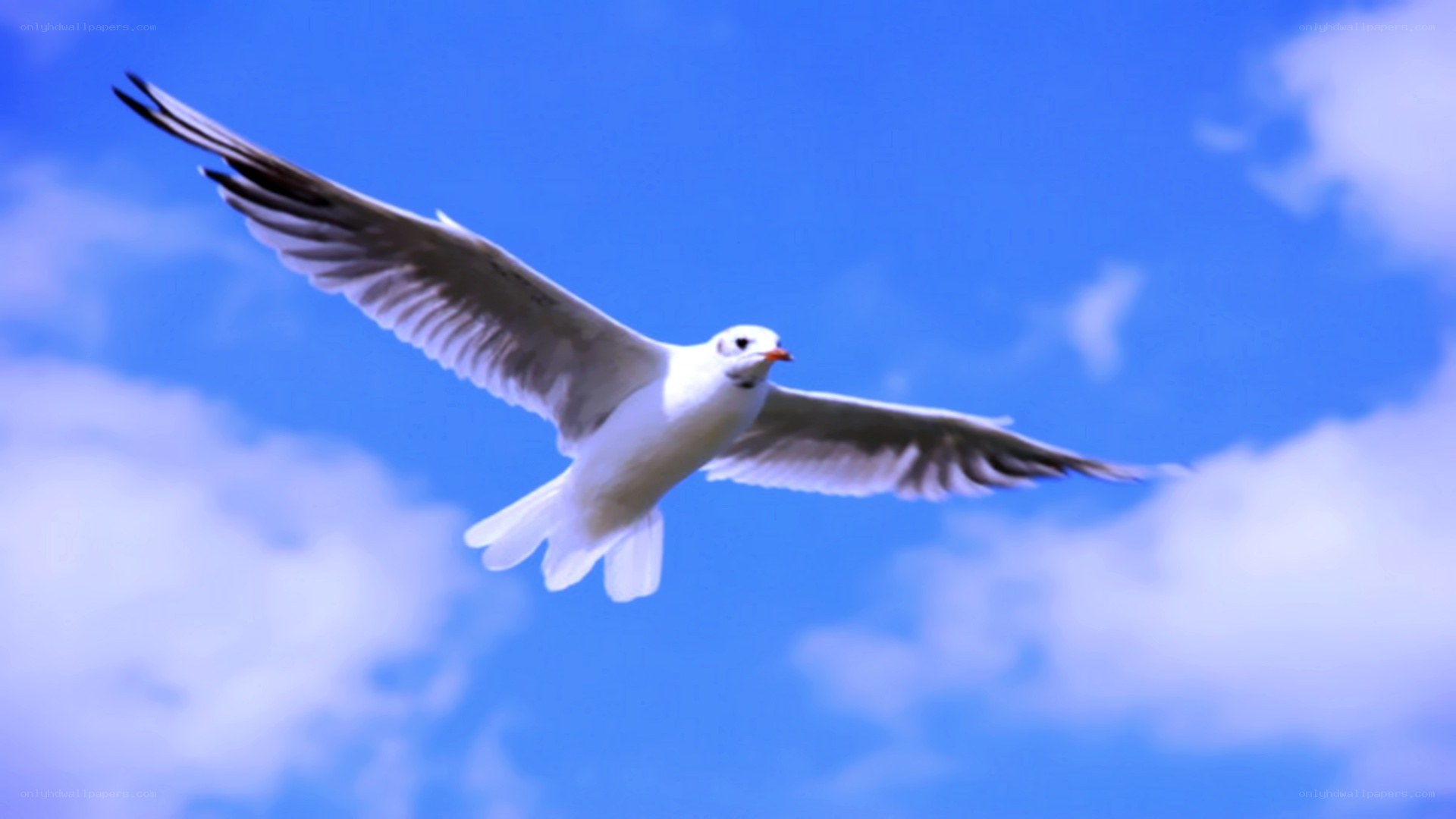 seagull flying in blue sky