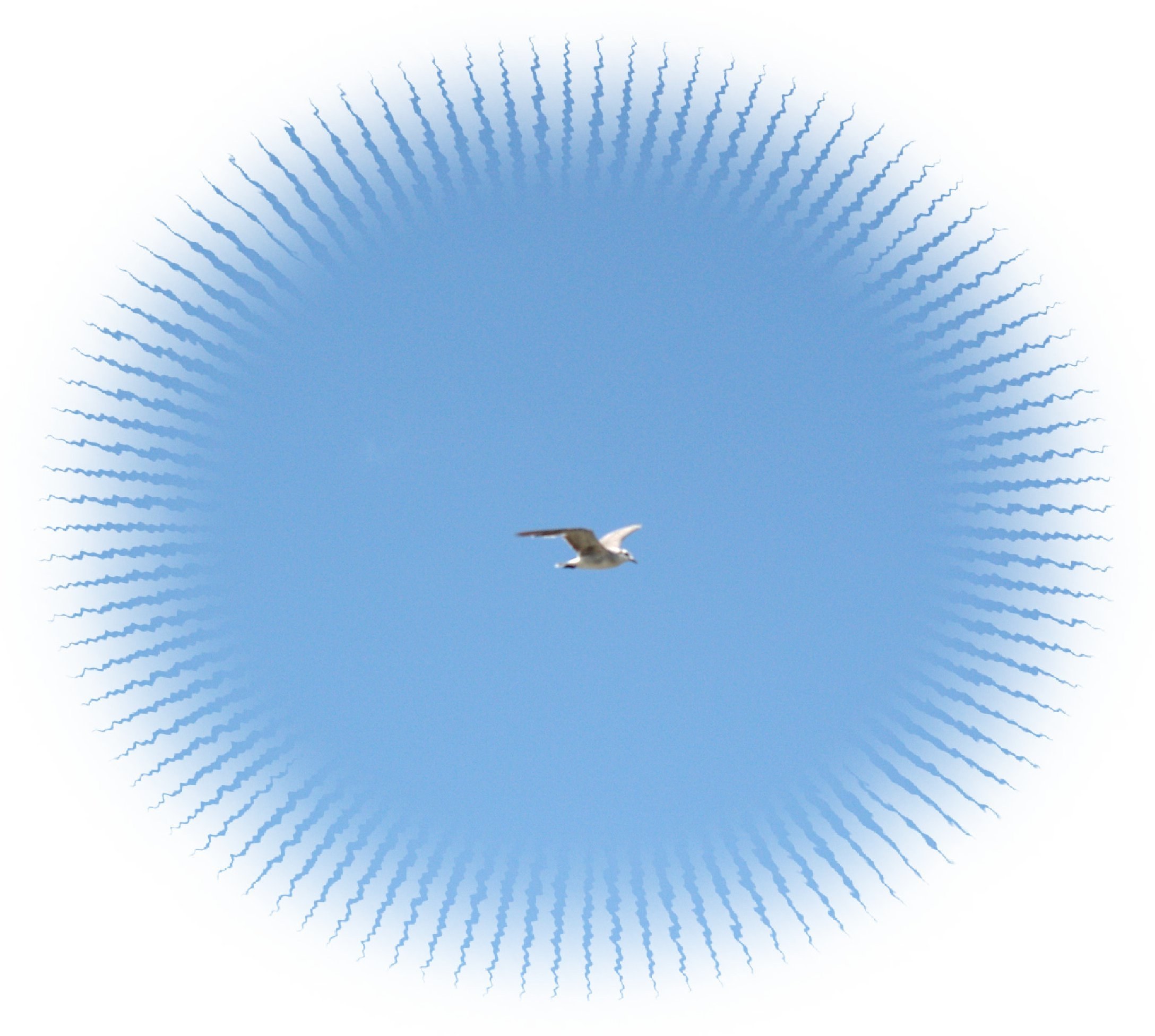 seagull flying in blue sky