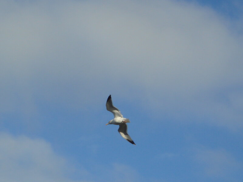 seagull flying in blue sky