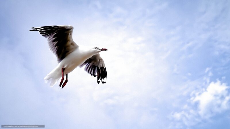 seagull flying in blue sky