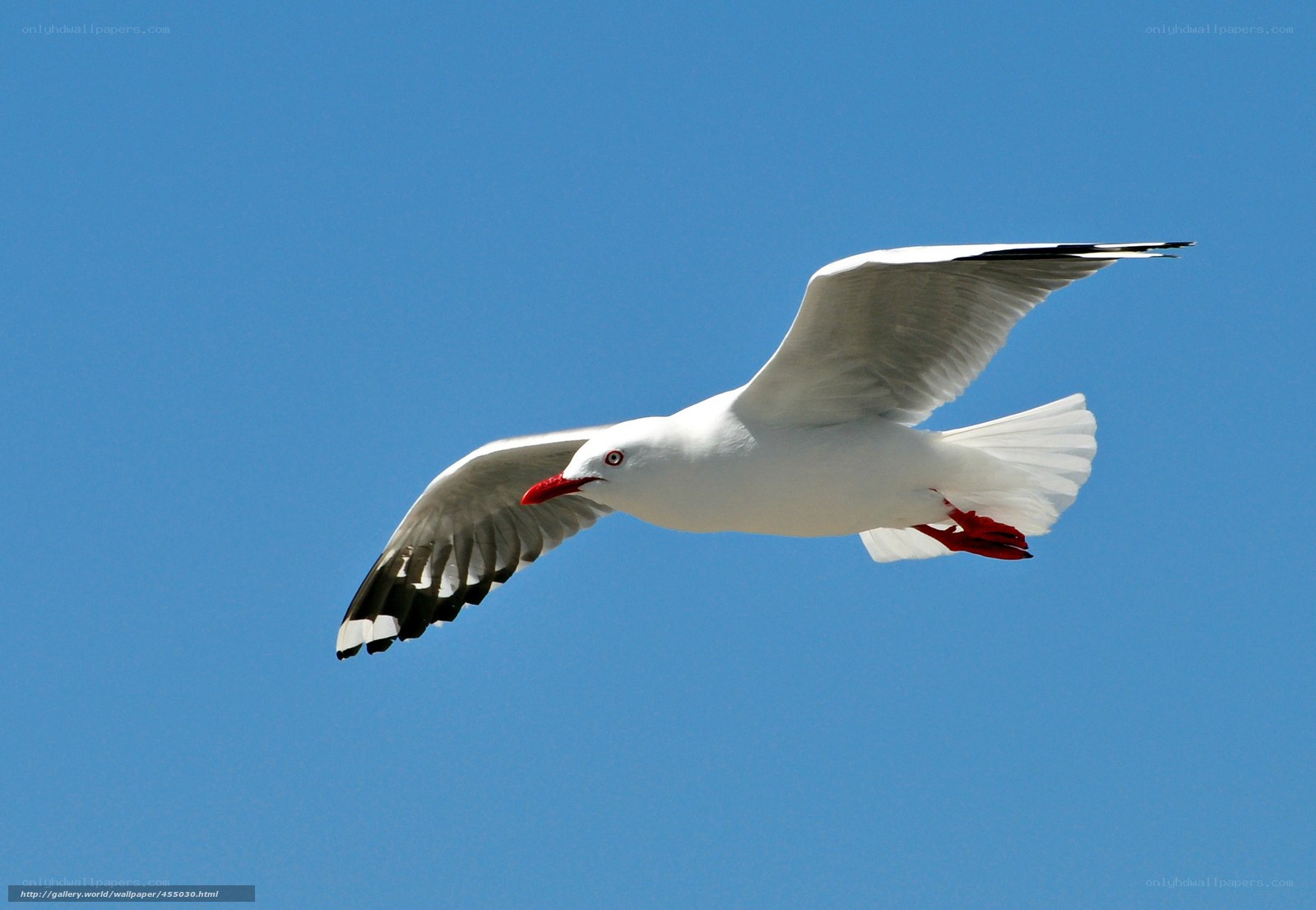 seagull flying in blue sky