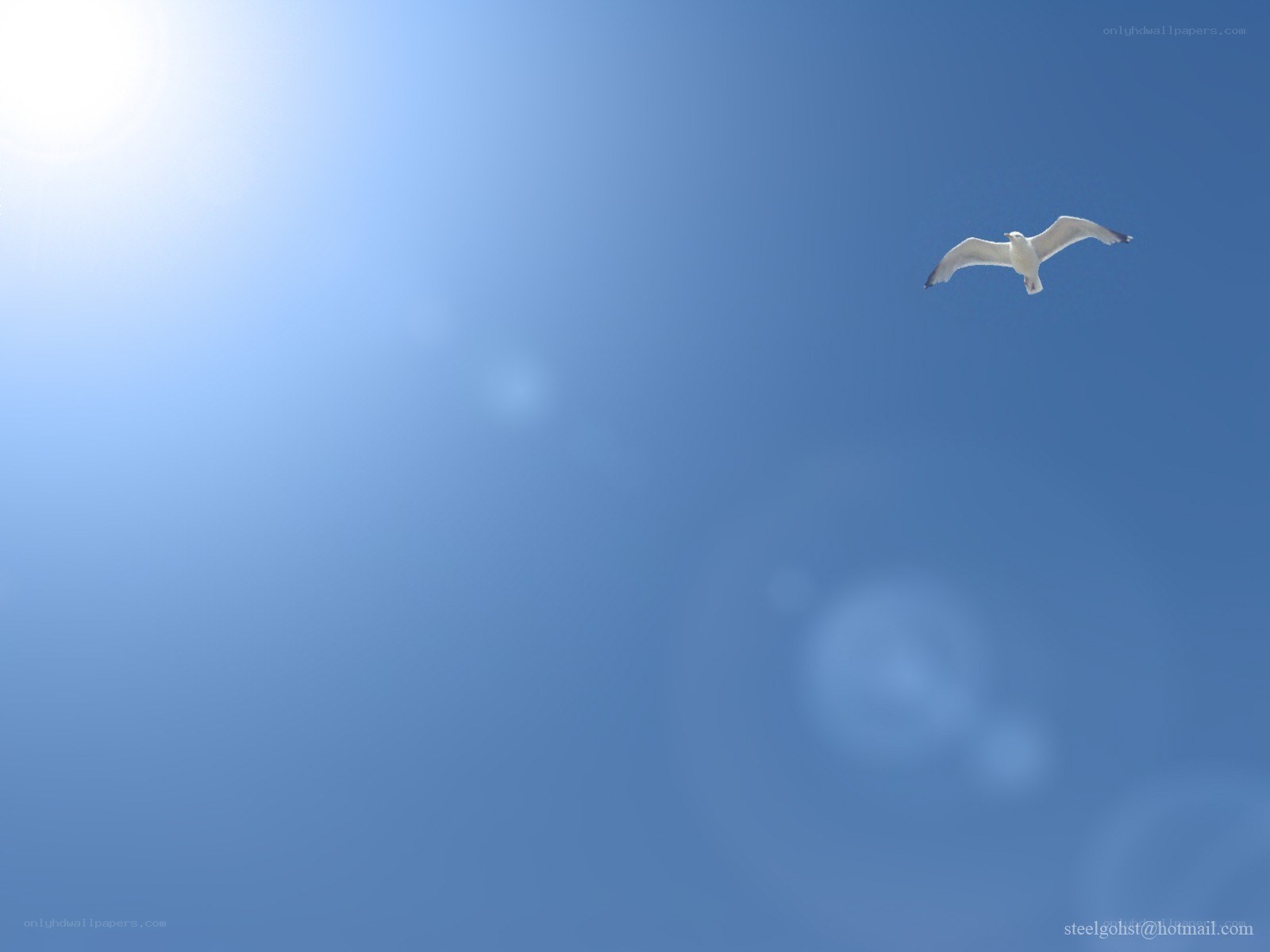 Seagull flying in blue sky