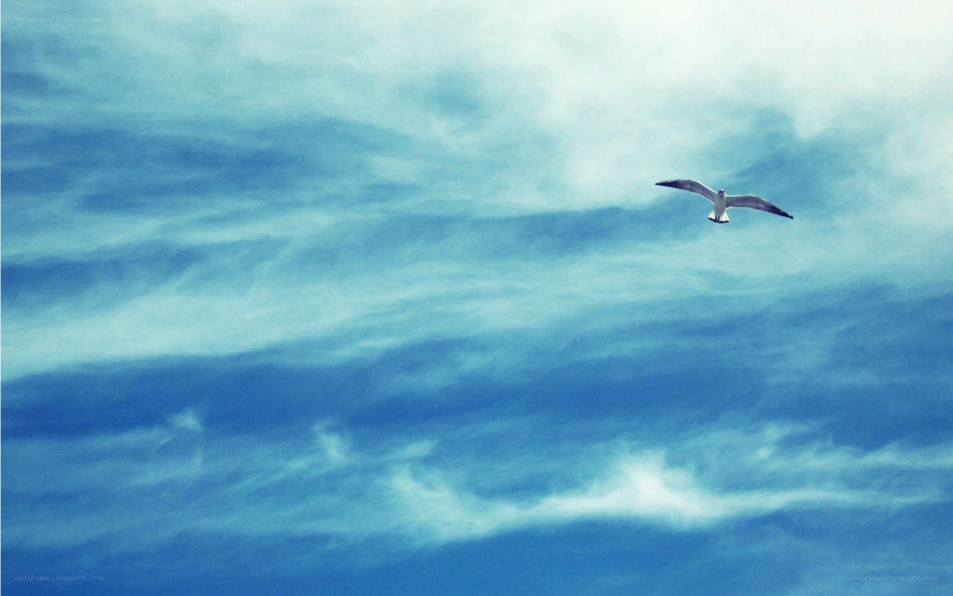 Seagull flying in blue sky