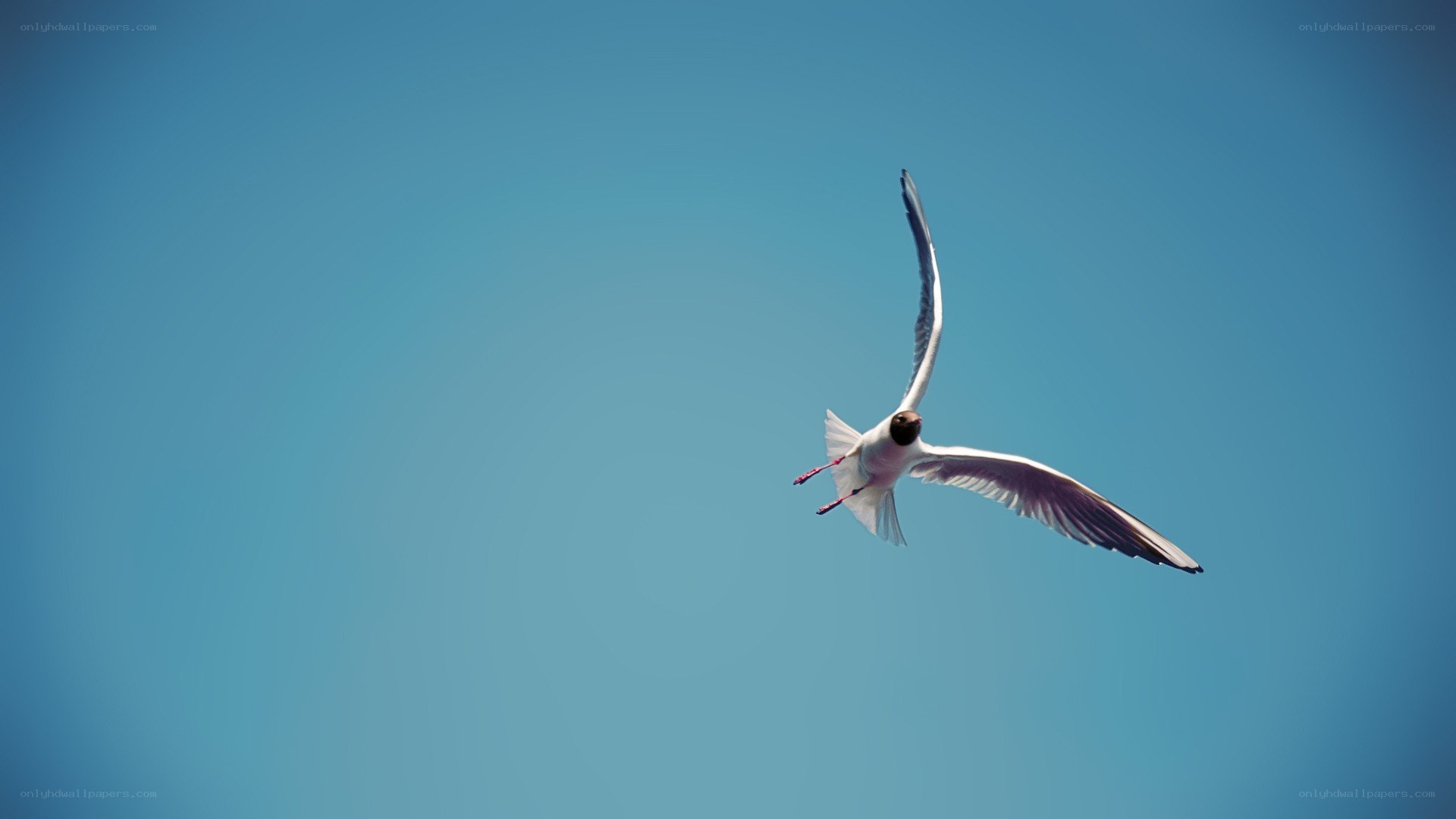 seagull flying in blue sky
