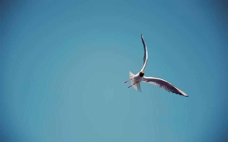 seagull flying in blue sky