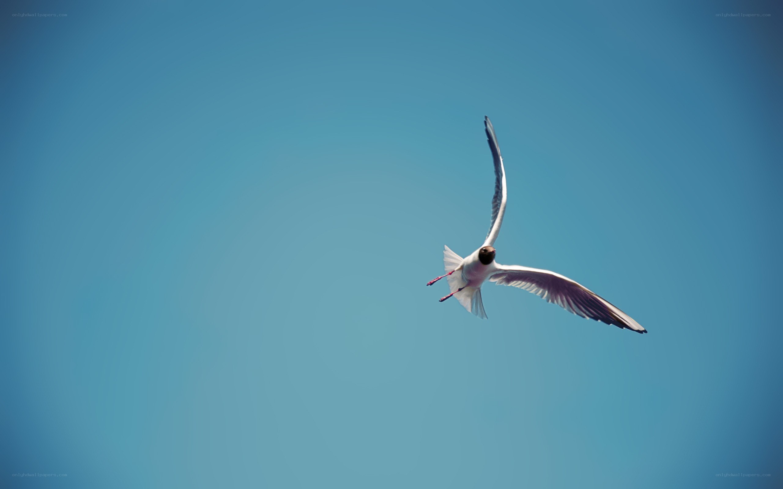 seagull flying in blue sky
