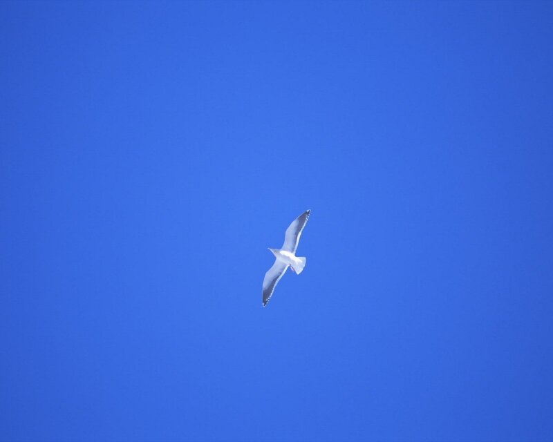 Seagull flying in blue sky