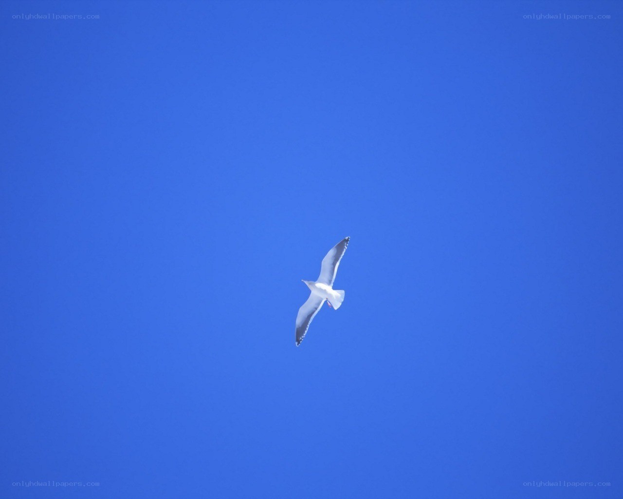 Seagull flying in blue sky