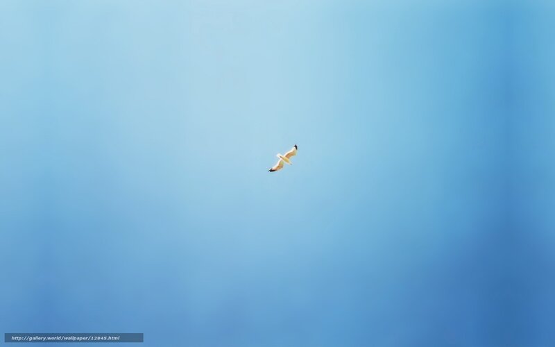 Seagull flying in blue sky