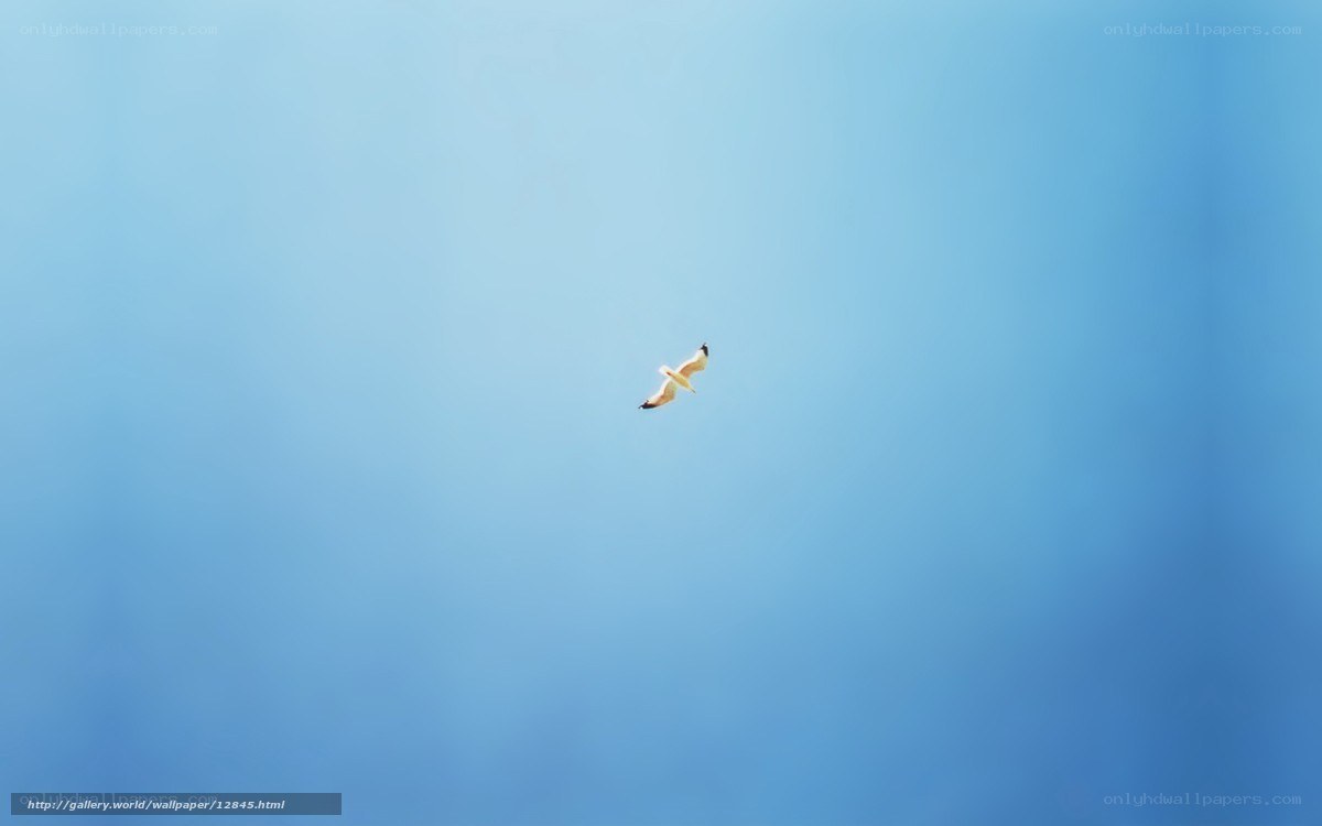 Seagull flying in blue sky