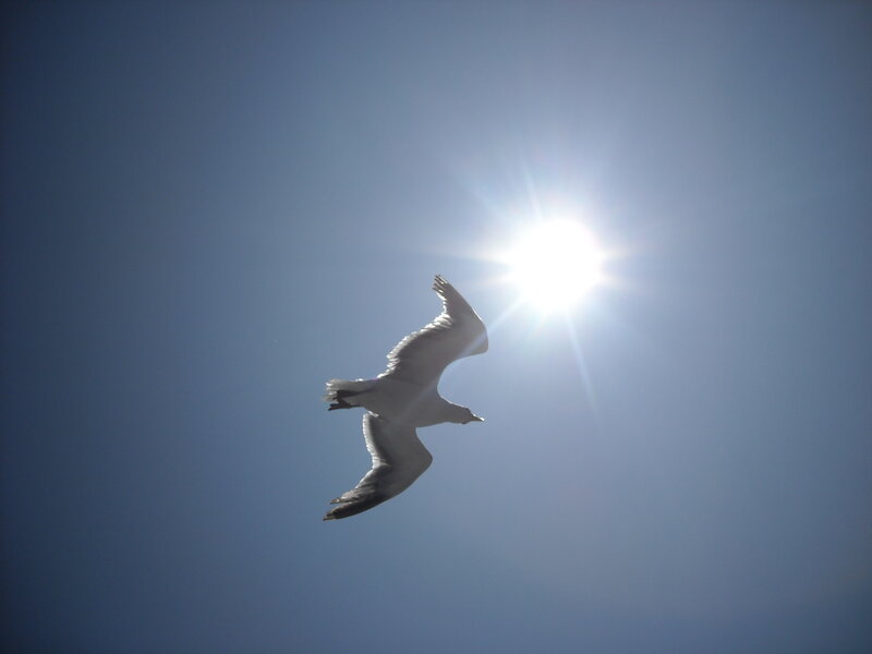 Seagull flying in bright sun