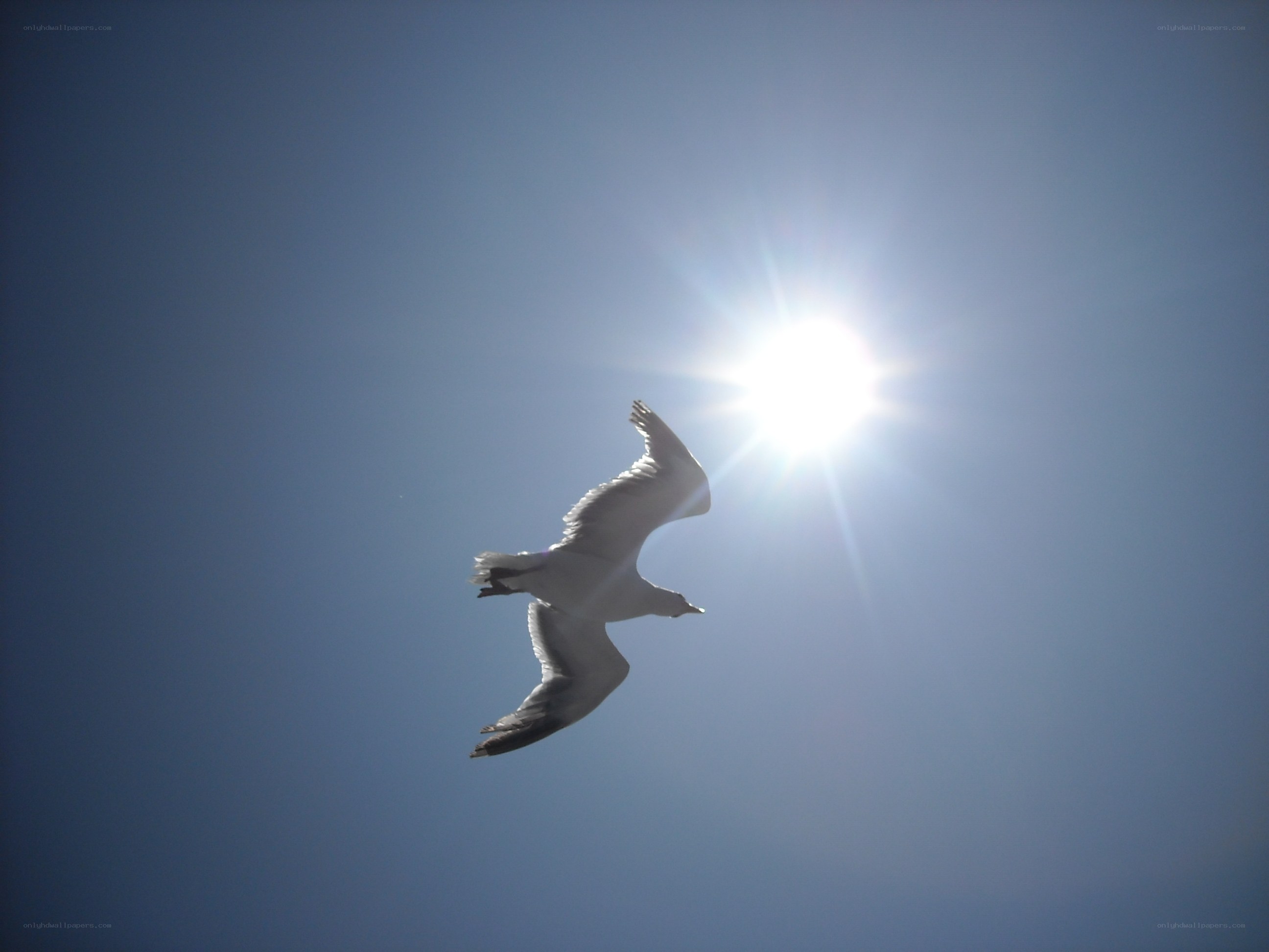 Seagull flying in bright sun