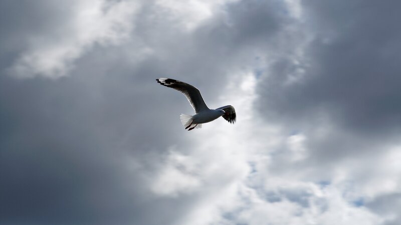 Seagull flying in cloudy sky