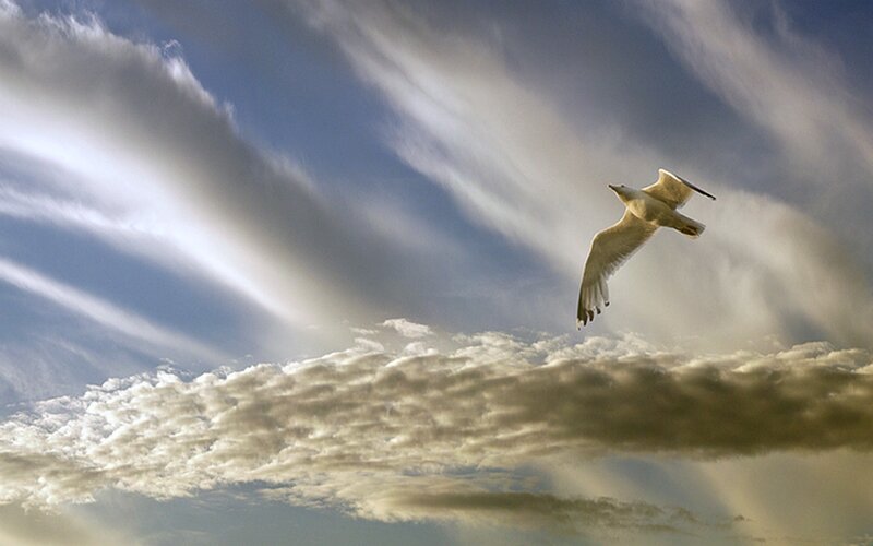Seagull Flying in Sky — Blue, Dramatic