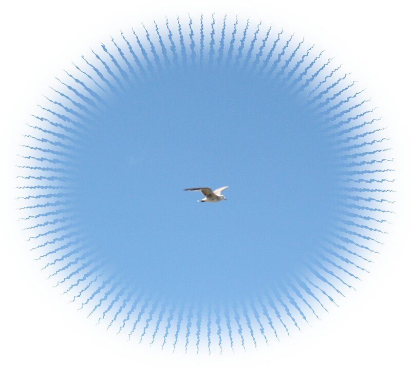 Seagull Flying in Sky — Blue, Serene, Afternoon, Photograph, Bird