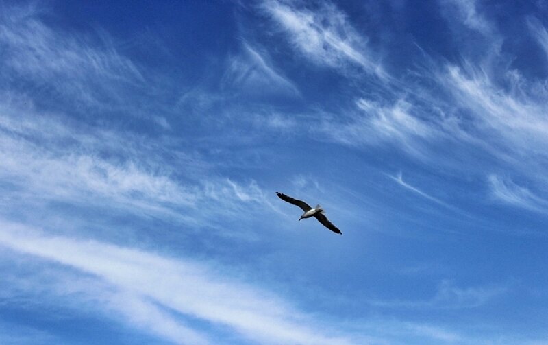 Seagull Flying in Sky — Blue, Serene, Afternoon
