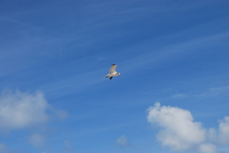 Seagull Flying in Sky — Blue, Serene