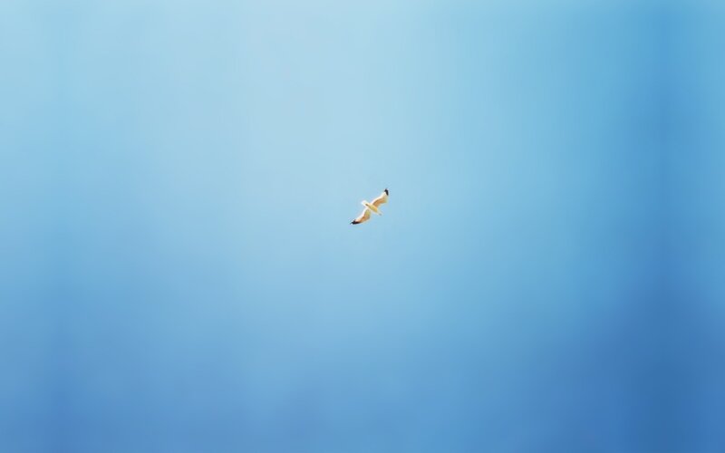 Seagull Flying in Sky — Blue