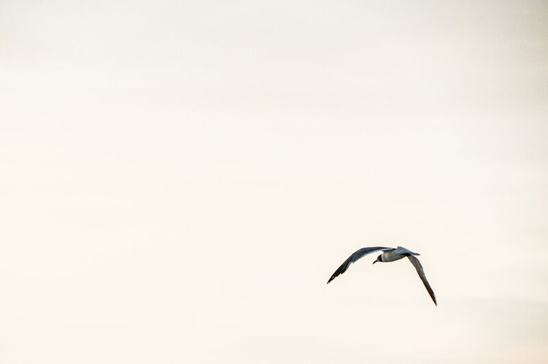 seagull flying in sky