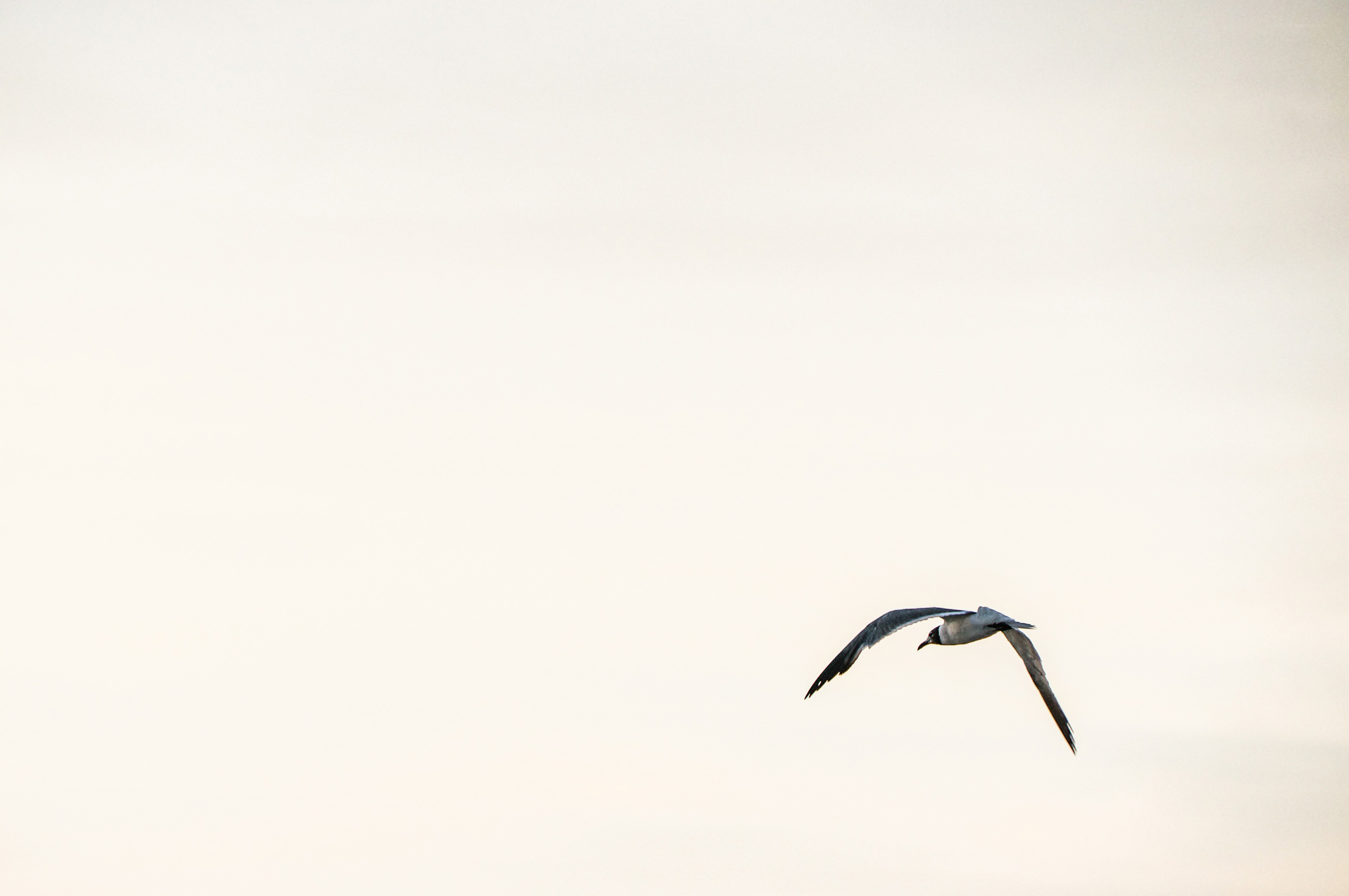 seagull flying in sky
