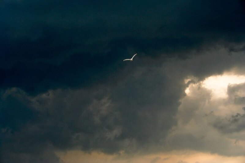Seagull Flying in Storm — Gray