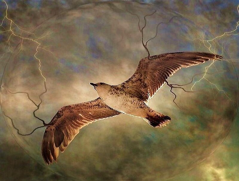 seagull flying in storm