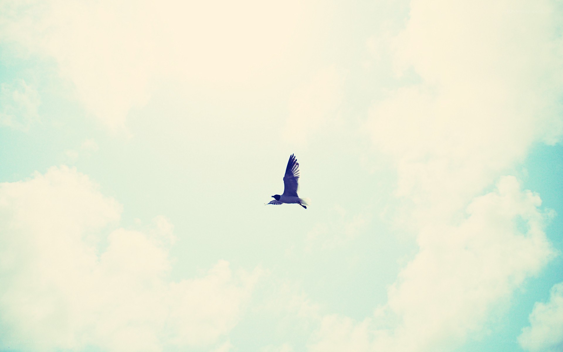 Seagull flying in the sky