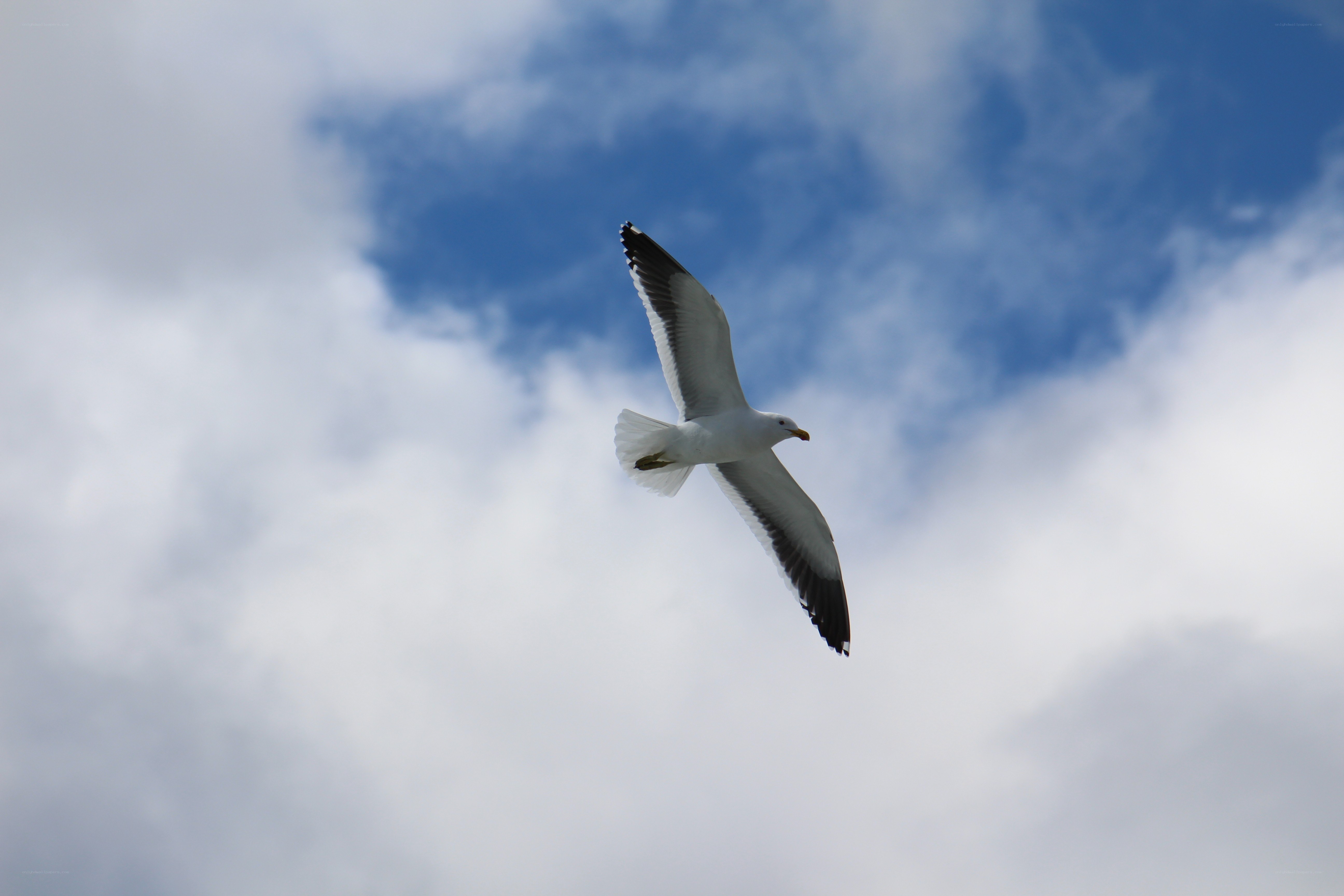 seagull flying in the sky