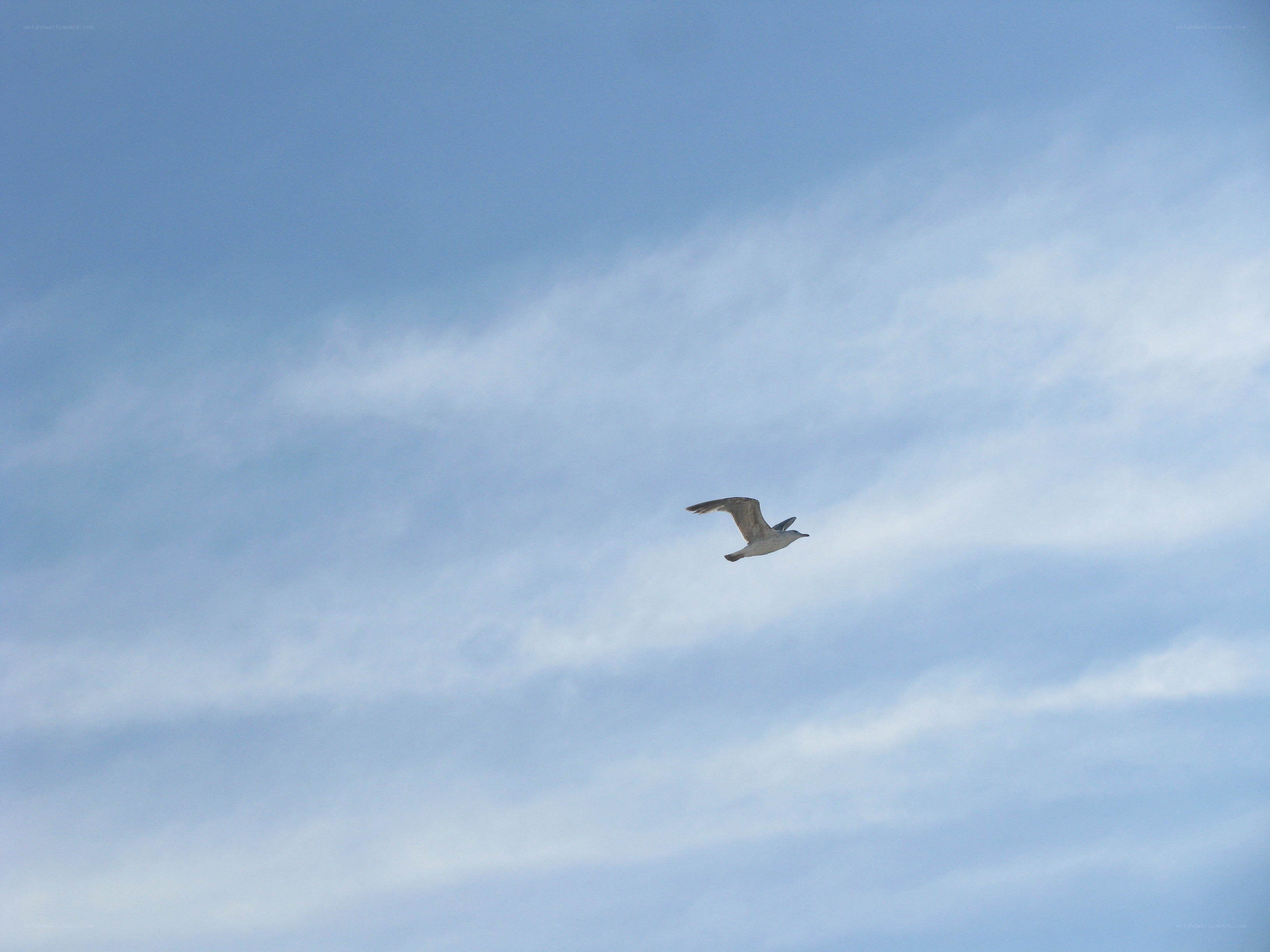 seagull flying in the sky