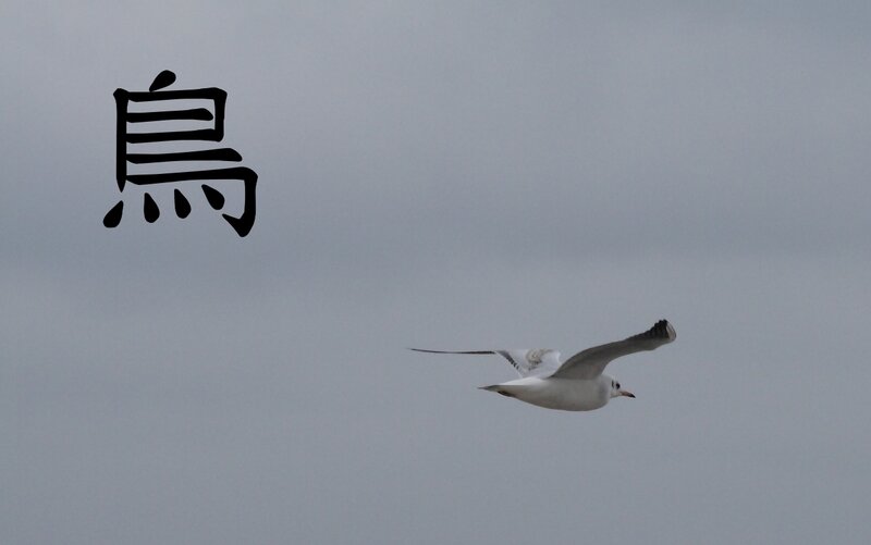 Seagull flying in the sky