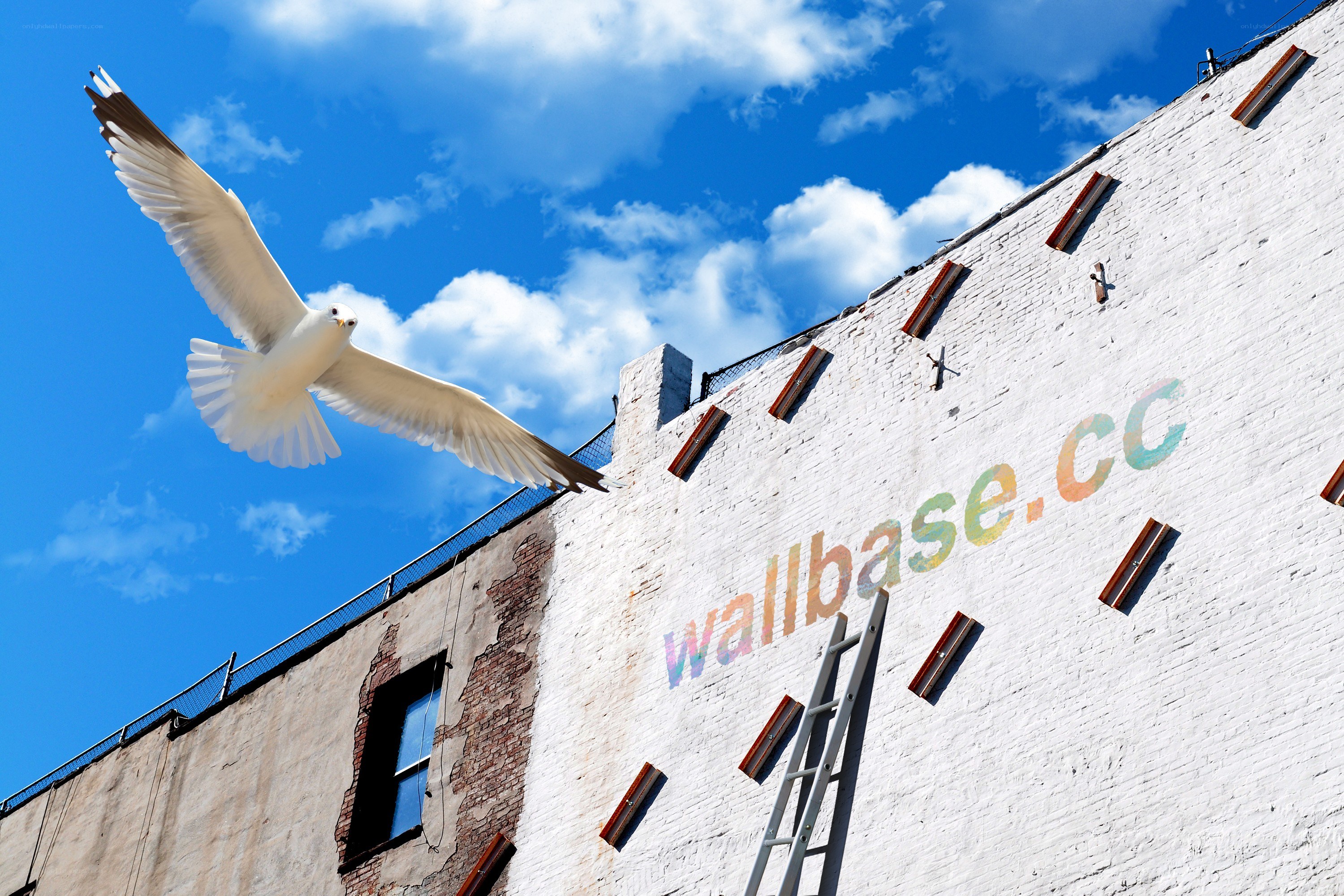 Seagull flying near building