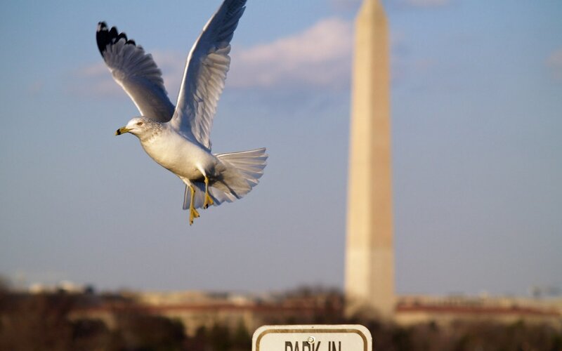 Seagull flying near Washington Monument