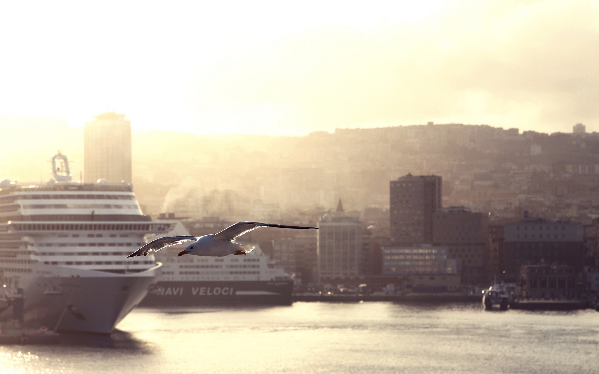 Seagull flying over a cruise ship