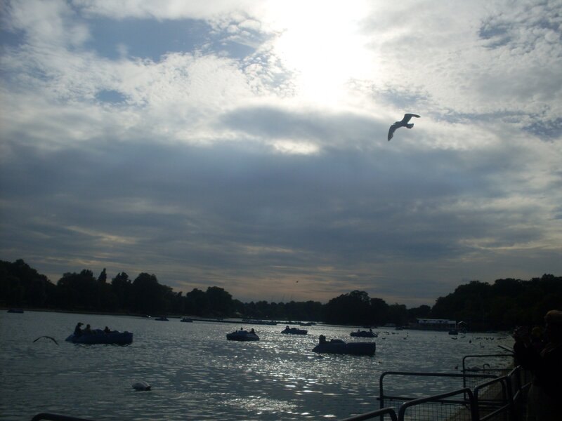 Seagull flying over a lake