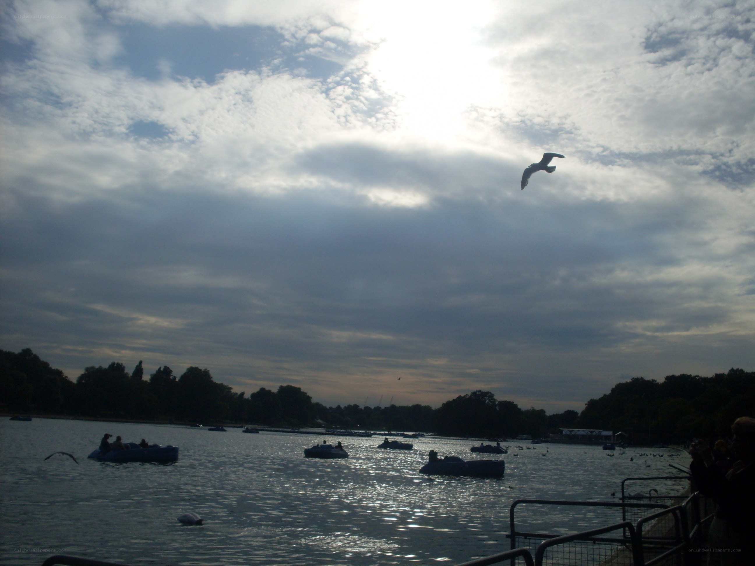 Seagull flying over a lake
