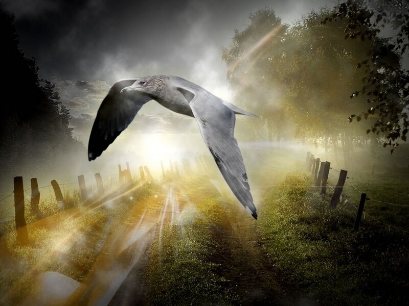 Seagull flying over a misty path