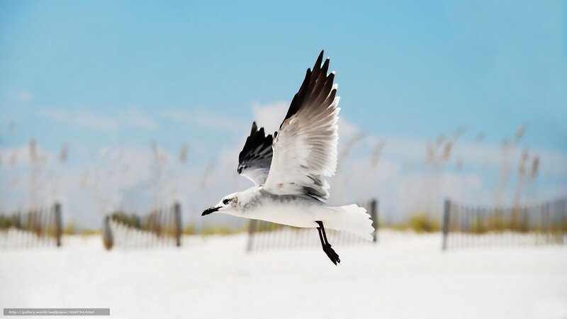 seagull flying over beach