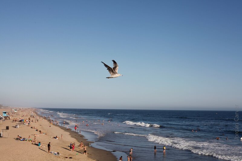 Seagull flying over beach