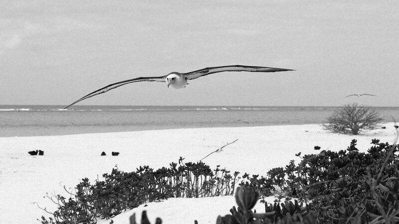 Seagull flying over beach