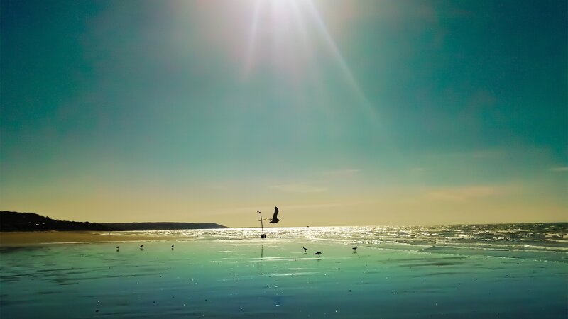 Seagull flying over beach