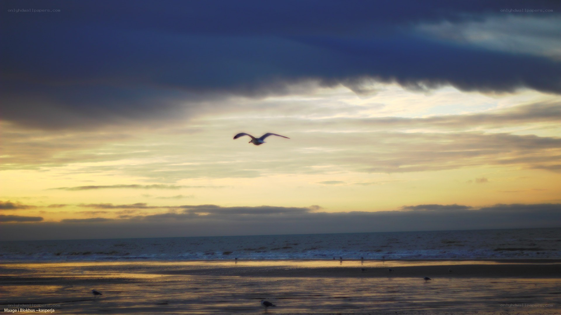 Seagull flying over beach at sunset
