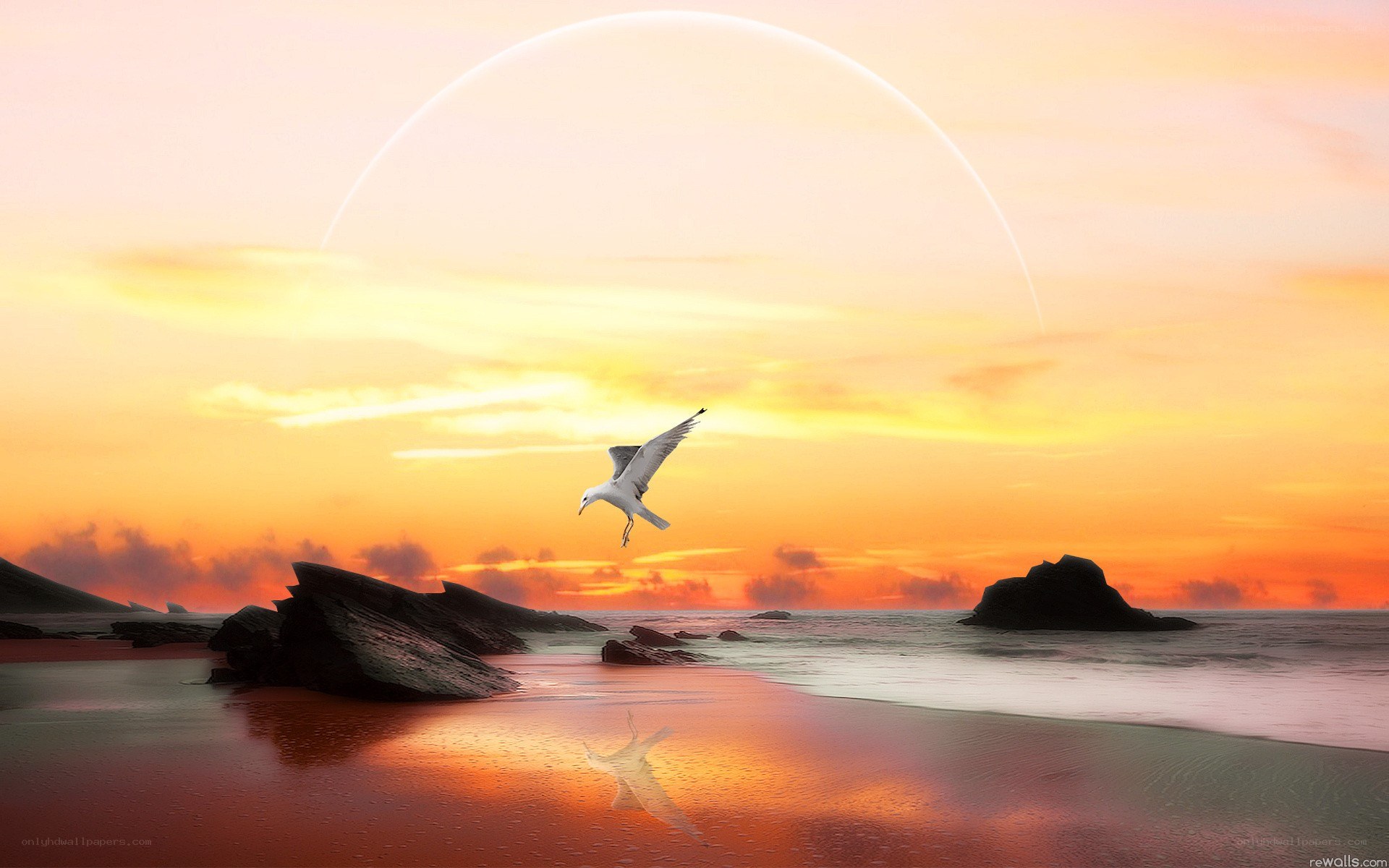 Seagull flying over beach at sunset