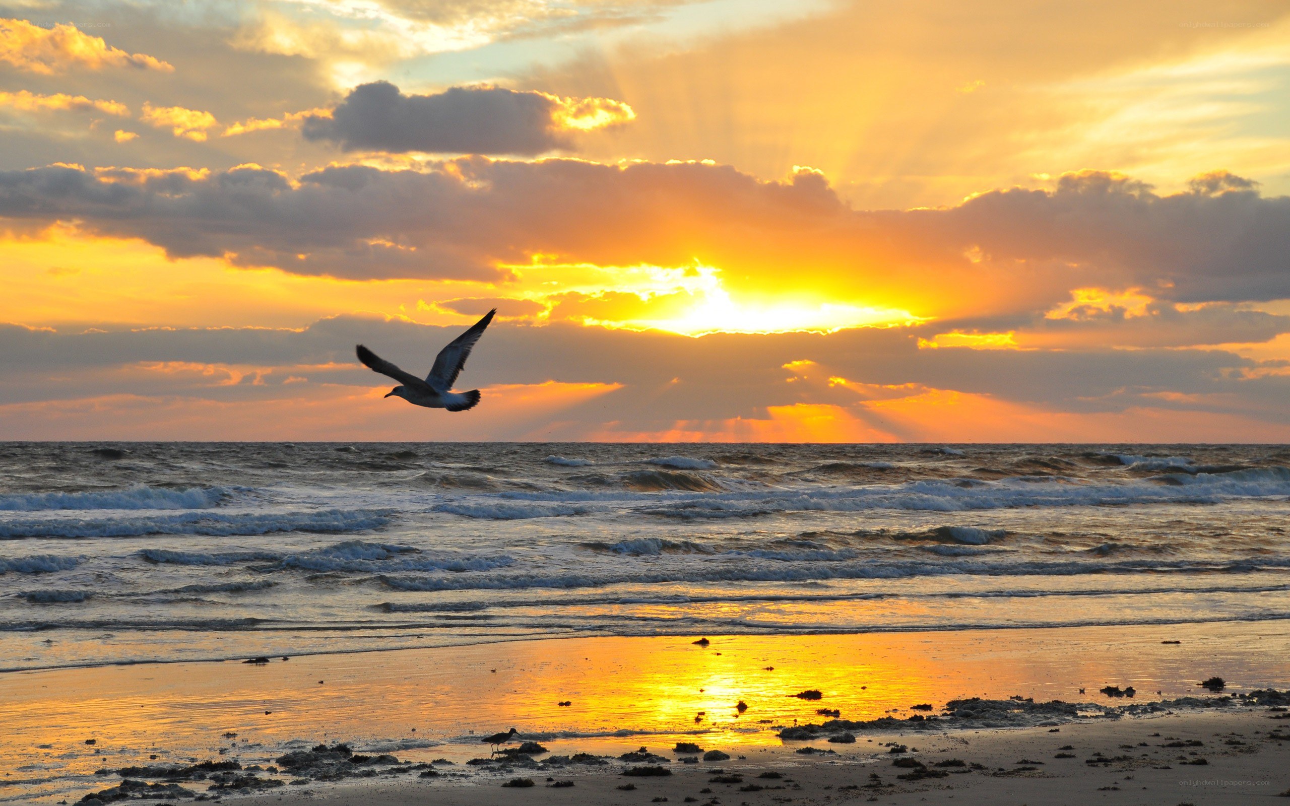 Seagull flying over beach at sunset